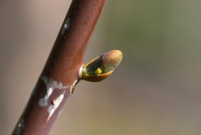 Magnolia obovata - šácholan obvejčitý - pupen